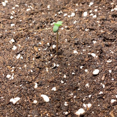Strawberry Cough Auto growlog timeline photo