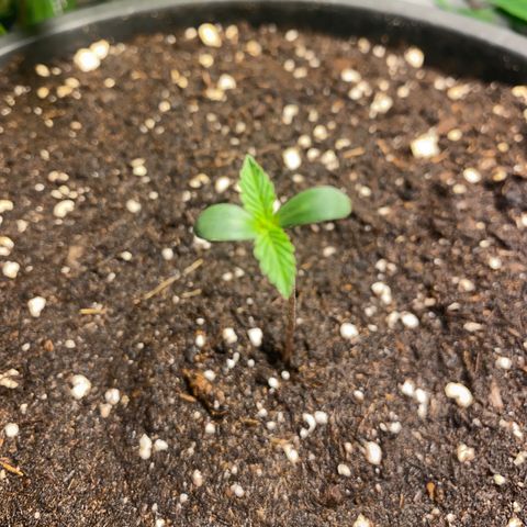 Strawberry Cough Auto growlog timeline photo