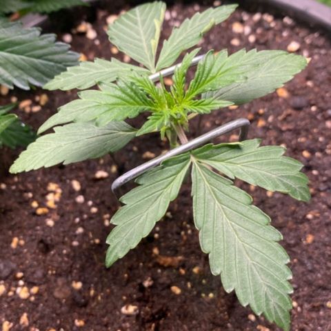 Strawberry Cough Auto growlog timeline photo