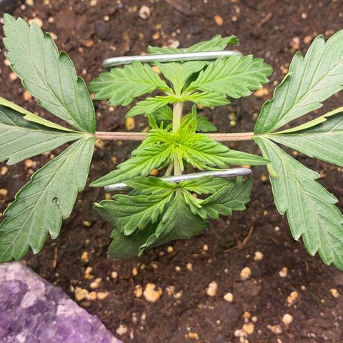Strawberry Cough Auto growlog photo: Bisschen LST damit untere mehr Licht erhalten