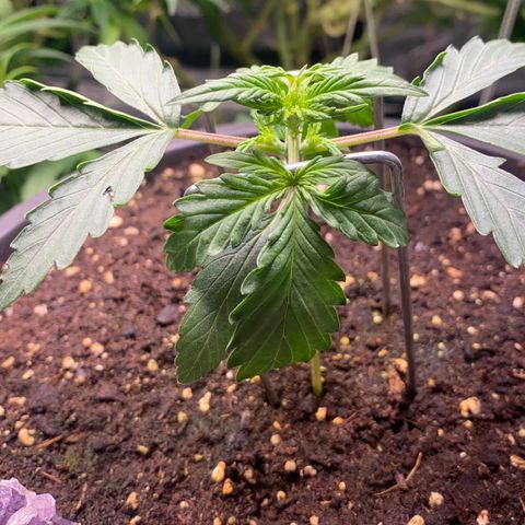 Strawberry Cough Auto growlog photo: Bisschen LST damit untere mehr Licht erhalten