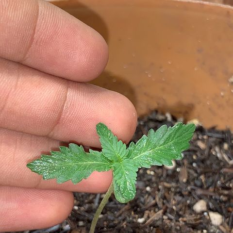 Auto OG KUSH 02 growlog photo: 1 dia com REFLETORES 50W