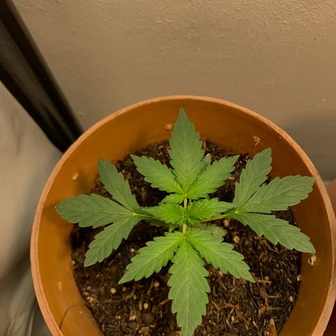 Auto OG KUSH 02 growlog timeline photo