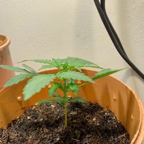 Auto OG KUSH 02 growlog timeline photo