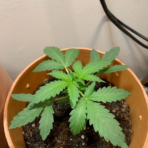Auto OG KUSH 02 growlog timeline photo