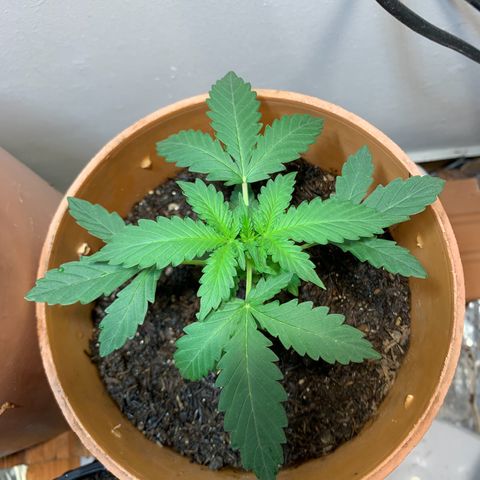 Auto OG KUSH 02 growlog timeline photo