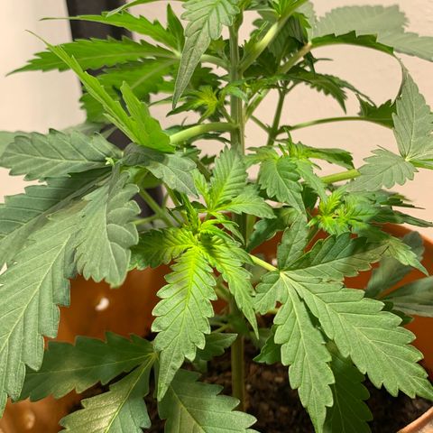 Auto OG KUSH 02 growlog photo: Crescendo muito 