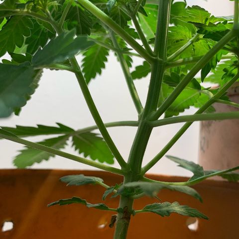 Auto OG KUSH 02 growlog photo: Crescendo muito 