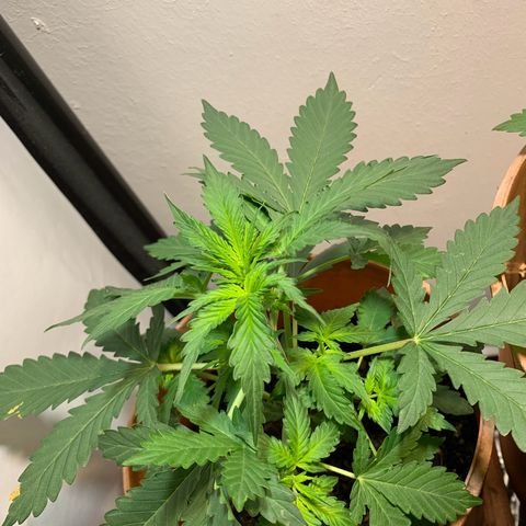 Auto OG KUSH 02 growlog photo: Crescendo muito 
