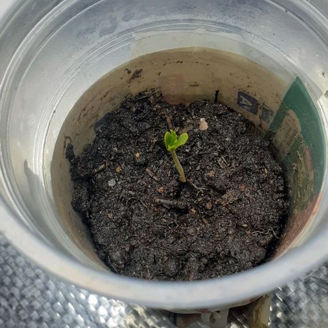 Kenny growlog photo: Good