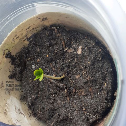Kenny growlog timeline photo