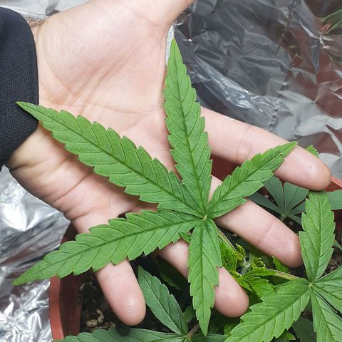 Kenny growlog timeline photo