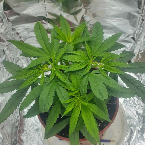 Kenny growlog photo: 4 puntas visibles. 1 poda apical a la cual las dos que surgieron se le hizo poda fim