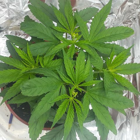 Kenny growlog photo: 4 puntas visibles. 1 poda apical a la cual las dos que surgieron se le hizo poda fim