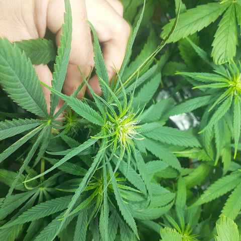 Kenny growlog timeline photo