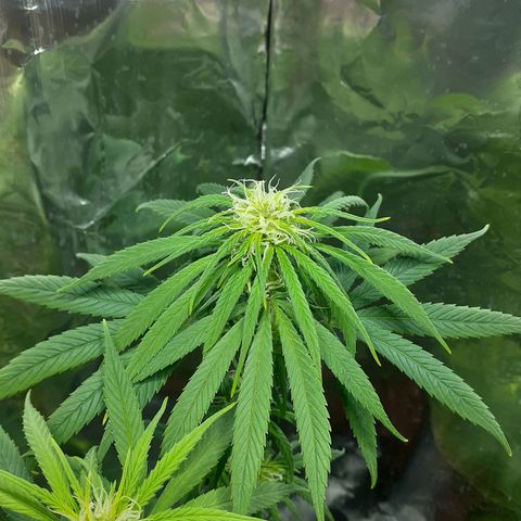 Kenny growlog photo: Tercera semana del periodo 12/12
Defoliacion