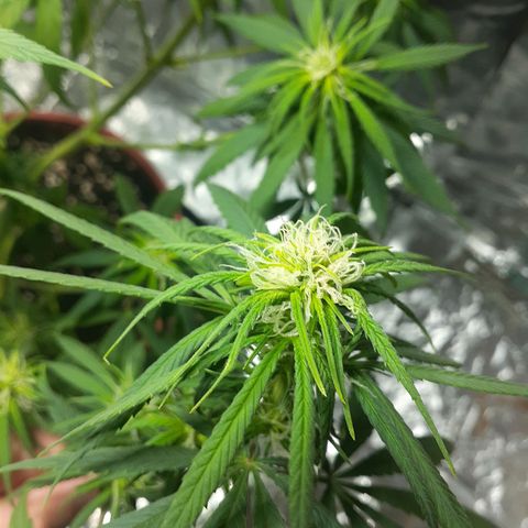 Kenny growlog photo: Tercera semana del periodo 12/12
Defoliacion