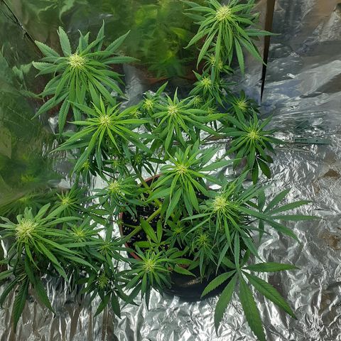 Kenny growlog photo: Tercera semana del periodo 12/12
Defoliacion