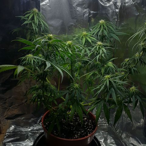 Kenny growlog photo: Tercera semana del periodo 12/12
Defoliacion
