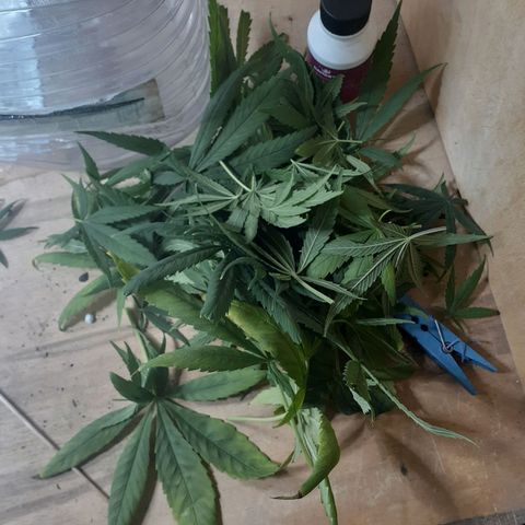 Kenny growlog photo: Tercera semana del periodo 12/12
Defoliacion