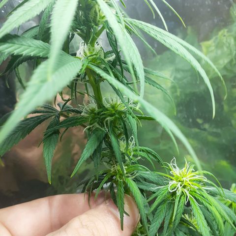 Kenny growlog photo: Tercera semana del periodo 12/12
Defoliacion