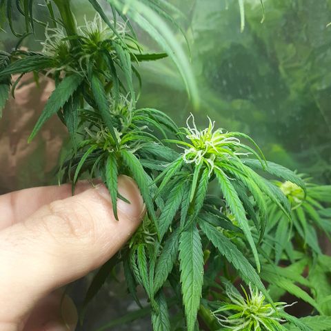 Kenny growlog photo: Tercera semana del periodo 12/12
Defoliacion