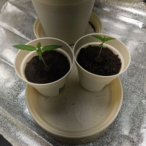 Lilo01 und Lilo02 growlog timeline photo