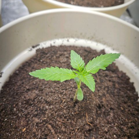 Lilo01 und Lilo02 growlog timeline photo