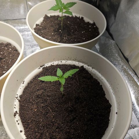 Lilo01 und Lilo02 growlog timeline photo