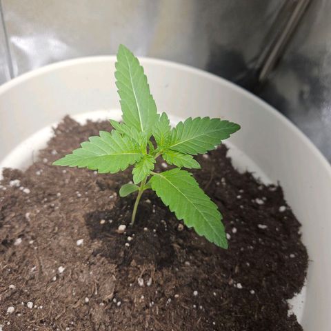 Lilo01 und Lilo02 growlog timeline photo