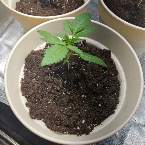 Lilo01 und Lilo02 growlog timeline photo