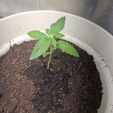 Lilo01 und Lilo02 growlog timeline photo