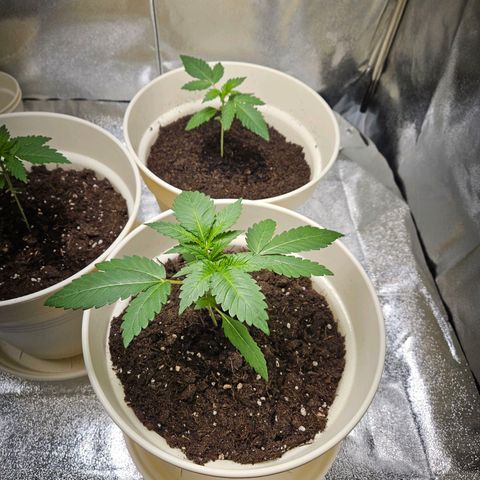 Lilo01 und Lilo02 growlog timeline photo
