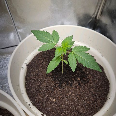 Lilo01 und Lilo02 growlog timeline photo
