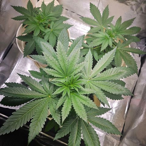 Lilo01 und Lilo02 growlog timeline photo
