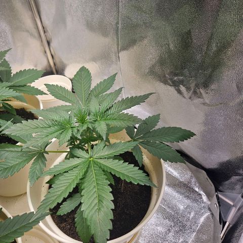 Lilo01 und Lilo02 growlog timeline photo