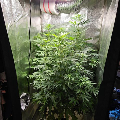 Lilo01 und Lilo02 growlog timeline photo