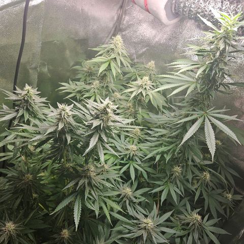 Lilo01 und Lilo02 growlog timeline photo