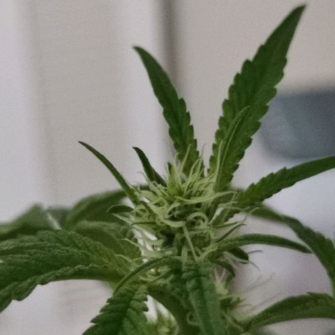 Yashodhara MG growlog timeline photo