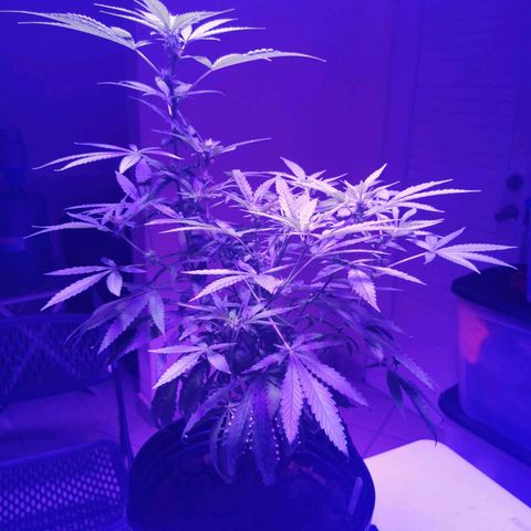 Yashodhara MG growlog timeline photo