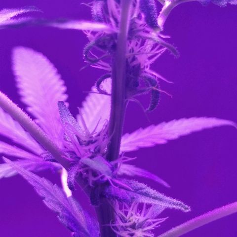 Yashodhara MG growlog timeline photo
