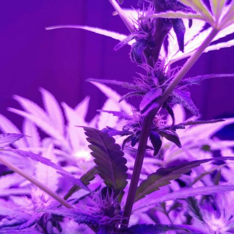 Yashodhara MG growlog timeline photo