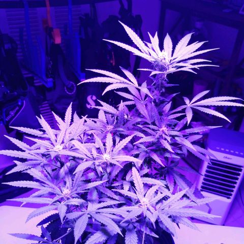Yashodhara MG growlog timeline photo