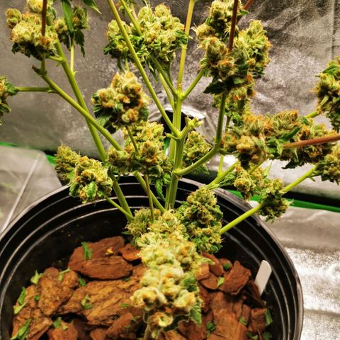 Yashodhara MG growlog timeline photo