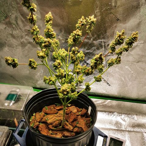 Yashodhara MG growlog timeline photo