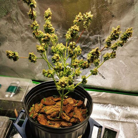 Yashodhara MG growlog timeline photo