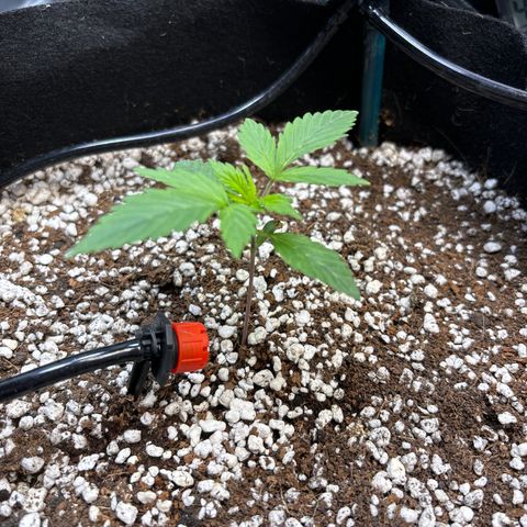 PPA7 Bernice growlog timeline photo