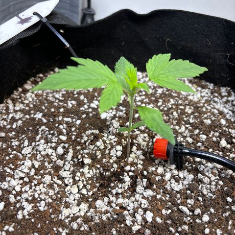 PPA6 Diamondique  growlog timeline photo