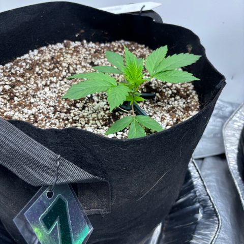 PPA7 Bernice growlog timeline photo