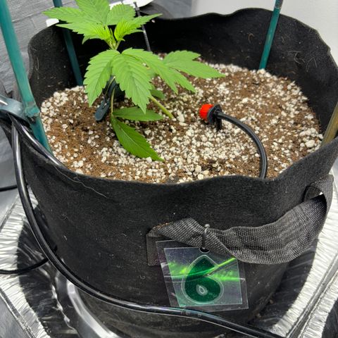 PPA6 Diamondique  growlog timeline photo